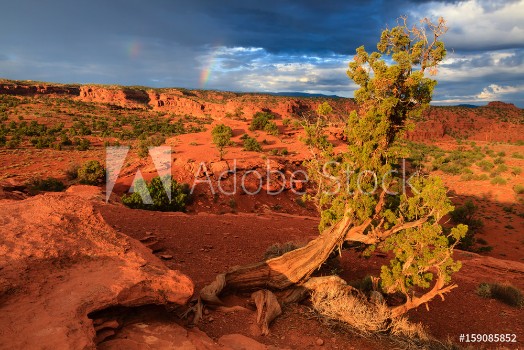 Picture of Capitol Reef National Park Utah USA